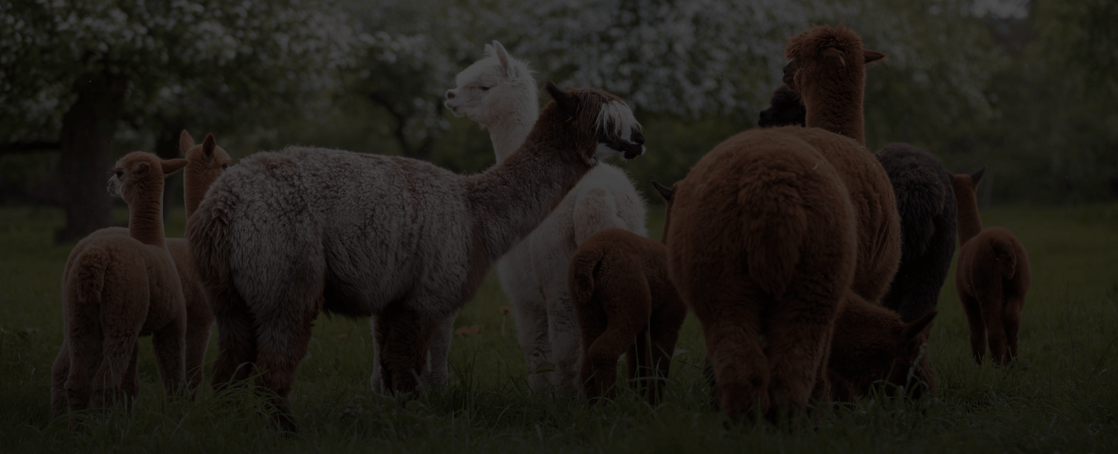 Alpaca Time Farm
